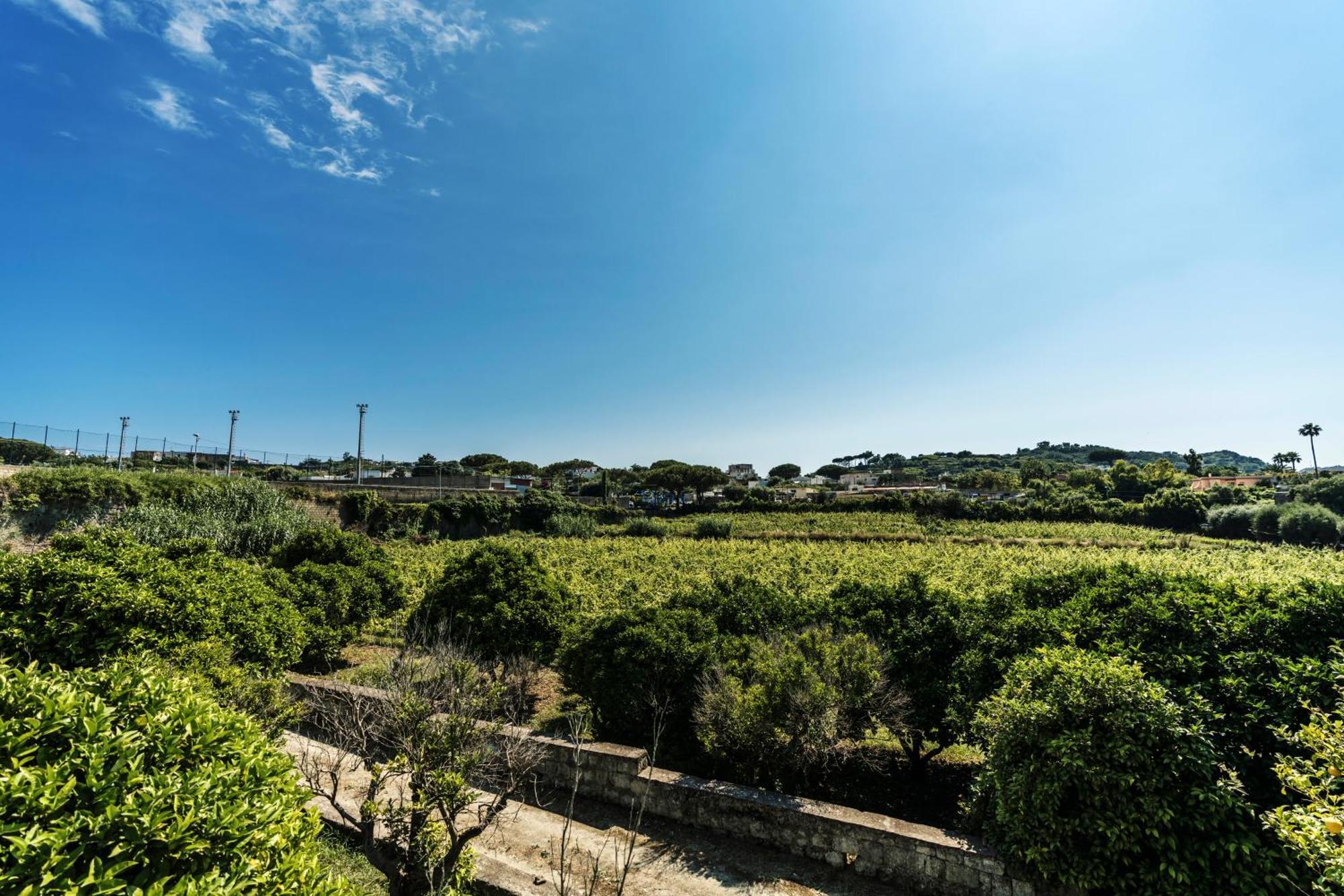 Tenuta Calitto Wine Resort E Spa Ischia Exterior foto